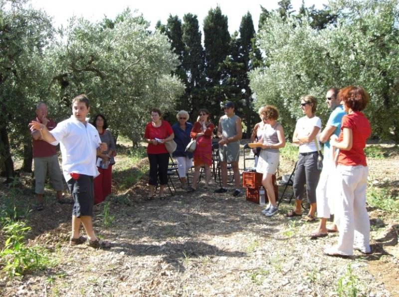 Visite du Domaine Plaines Marguerite et de ses champs d'oliviers