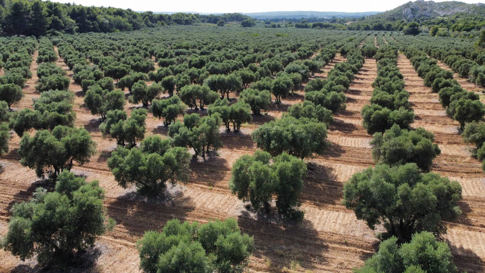 Huile d'olive fruité vert Les Baux de Provence