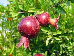 Huile d'olive extra vierge AOP Toulon dans le Var (83)