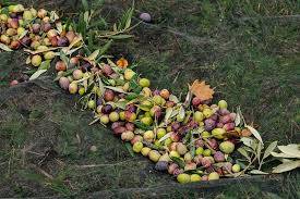 Producteur d’huile d’olive autour de moi Aix en Provence (13100)