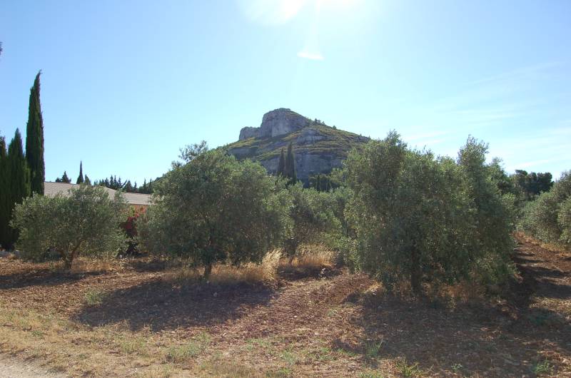 oliviers dans les alpilles