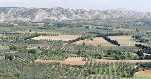 les alpilles et ses oliviers