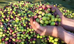 Olives avant la presse