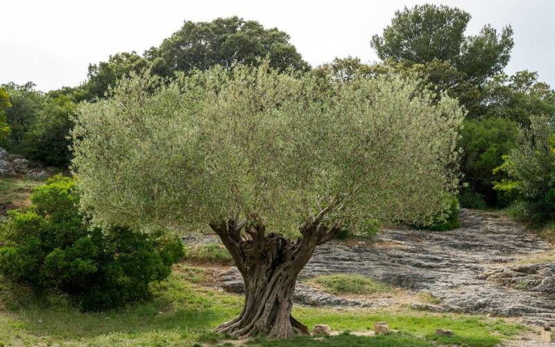 Oliviers en provence