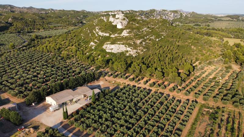 les alpilles et ses oliviers