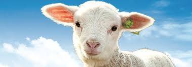 Préférence Provence