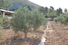 Notre zone d'activité pour ce service Achat d'olives pour extraction d'huile