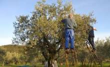 Notre zone d'activité pour ce service Moulin à huile artisanaux