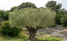 Nos prestations sur le secteur de Les Baux de Provence